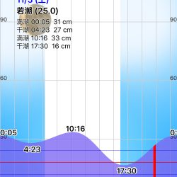 アオリイカ渋い